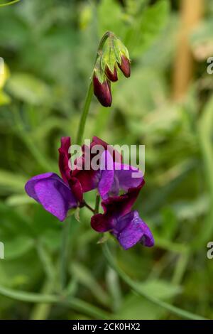 Süße Erbse 'Matucana' Blumen und Reben Stockfoto