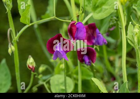 Süße Erbse 'Matucana' Blumen und Reben Stockfoto