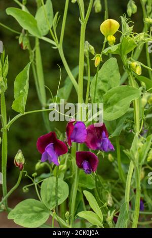 Süße Erbse 'Matucana' Blumen und Reben Stockfoto