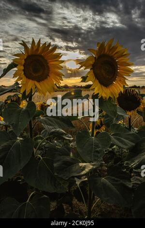 Sonnenblumenfeld Landschaft im Sommer.blühende gelbe Sonnenblumen mit Sonnenstrahlen. Nahaufnahme von Sonnenblumen bei Sonnenuntergang. Ländliche Landschaft wolkig blauen Himmel. Agrarwirtschaft Stockfoto