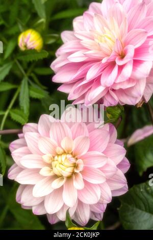 Dahlia 'Melody Harmony', Nahaufnahme natürliches Blumenportrait mit Laub Stockfoto