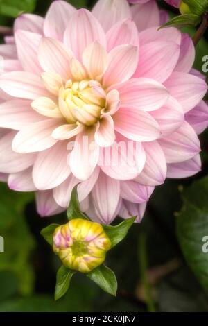 Dahlia 'Melody Harmony', Nahaufnahme natürliches Blumenportrait mit Laub Stockfoto