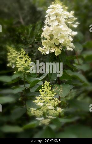 Hortensia Paniculata 'Floribunda' Blütenspitzen gegen üppiges Laub Stockfoto