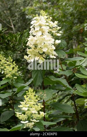 Hortensia Paniculata 'Floribunda' Blütenspitzen gegen üppiges Laub Stockfoto