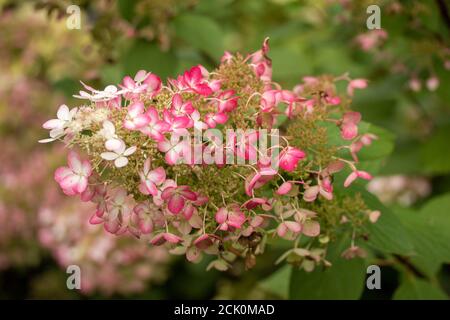 Hortensia Paniculata 'Ruby' Stockfoto