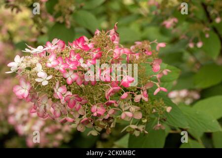 Hortensia Paniculata 'Ruby' Stockfoto