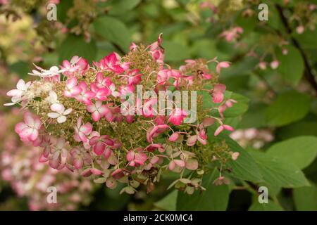 Hortensia Paniculata 'Ruby' Stockfoto