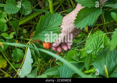 Nahaufnahme der Hände der alten Frau mit Bio-Garten Sommer Erdbeerbeeren Stockfoto