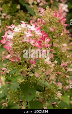 Hortensia Paniculata 'Ruby' Stockfoto