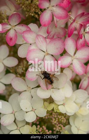 Hortensia Paniculata 'Ruby' Stockfoto