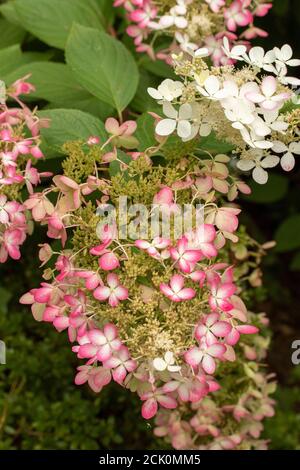 Hortensia Paniculata 'Ruby' Stockfoto