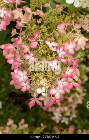 Hortensia Paniculata 'Ruby' Stockfoto