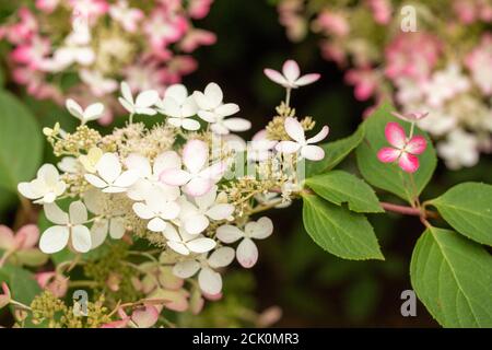 Hortensia Paniculata 'Ruby' Stockfoto