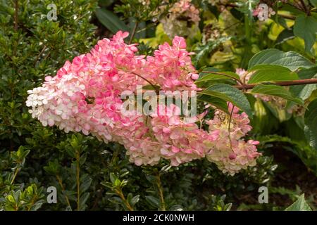 Hortensia Paniculata Vanille Fraise Stockfoto