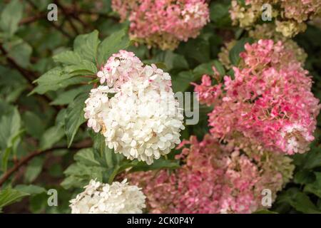 Hortensia Paniculata 'Vanilla Fraise' blüht Stockfoto