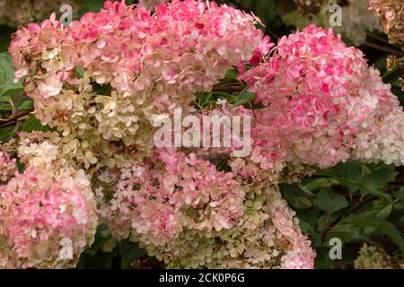Hortensia Paniculata 'Vanilla Fraise' blüht Stockfoto