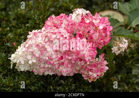 Hortensia Paniculata 'Vanilla Fraise' blüht Stockfoto