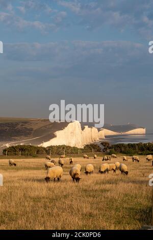 Schafe weiden auf einem Feld mit den Seven Sisters Cliffs Hintern Stockfoto