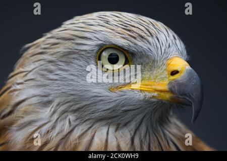 Red Kite aus nächster Nähe Stockfoto