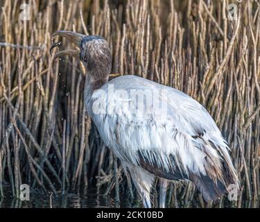 Ein Holzstorch (Mycteria americana), der einen kleinen Fisch fängt, hat er in seinem Schnabel in die Luft geworfen. Stockfoto