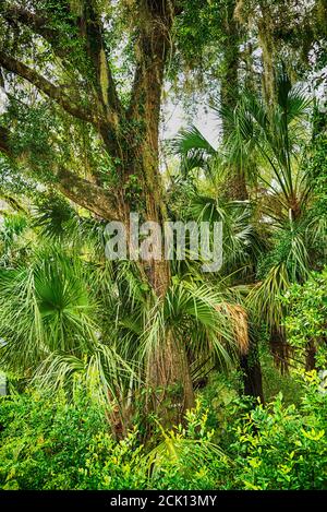Szene von natürlichem Florida in der Nord-zentralen Gegend des Zustandes, mit Moos bedeckten lebenden Eichenbäumen & einer sabal Palme. Stockfoto