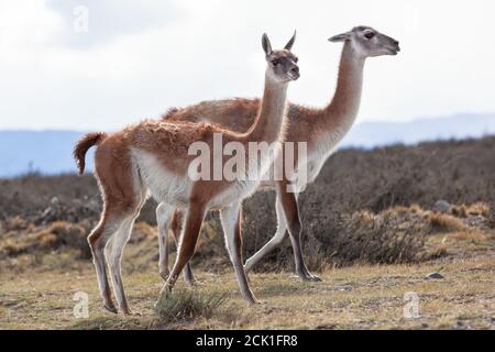 Wildes Guanaco im Nationalpark Torres del Paine Stockfoto