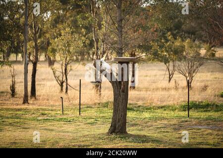 Kakadu sitzt auf einem Baum mit einem keramischen Vogelfutterhäuschen In einem ruhigen Cottage Garten Stockfoto