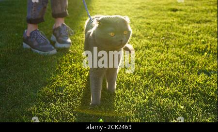 Schottische Graufalte Katze läuft an einer Leine auf grünem Gras in der Abendsonne. Sonnenstrahlen. Konzept der Liebe für Haustiere. Stockfoto