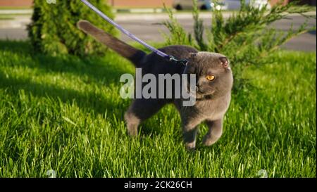 Schottische Graufalte Katze läuft an einer Leine auf grünem Gras in der Abendsonne. Sonnenstrahlen. Konzept der Liebe für Haustiere. Stockfoto