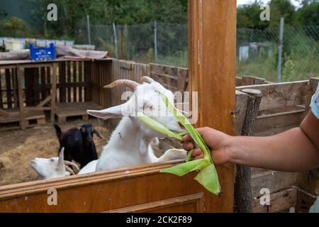 Eine weiße Ziege lehnt sich an eine alte Tür und isst Maisschalen aus der Hand eines Menschen. Konzept der Tierhaltung. Stockfoto