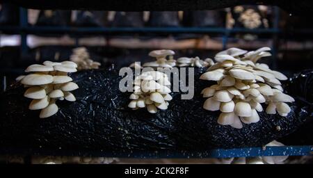Nahaufnahme von Austernpilzen, die in geschlossenen Zeltern in Regalen wachsen. Stockfoto