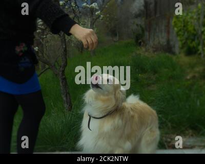 Eine kaukasische Frau spielt mit ihren Haustieren im Garten Stockfoto