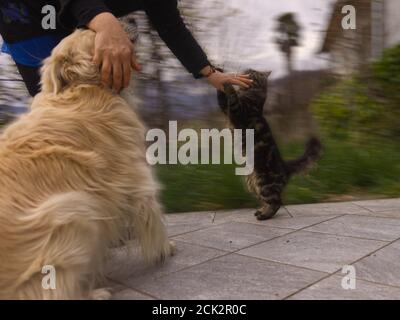 Eine kaukasische Frau spielt mit ihren Haustieren im Garten Stockfoto