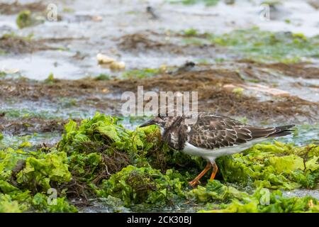 Vogel ruddy Turnstone stehen am Strand im Sommer Stockfoto