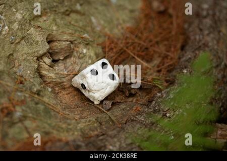 Ein gütig Stein gemalt, um wie ein sterben auf einem gefallenen Baum in Littleton, Massachusetts, USA gesichtet aussehen. Stockfoto