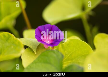 Eine leuchtend violette morgendliche Herrlichkeit (Ipomoea purpurea) blüht in Littleton, Massachusetts, USA. Stockfoto