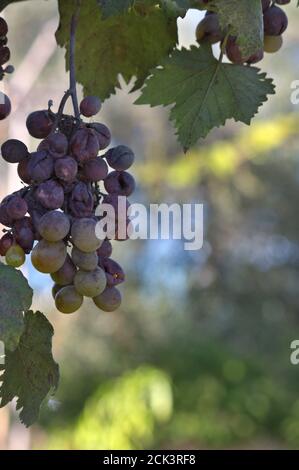 Vertikales Bild eines Weinstocks, von dem aus ein Cluster in schlechtem Zustand hängt. In der Mitte ist der Rest der Plantage verschwommen, so dass ein Platz darin bleibt Stockfoto