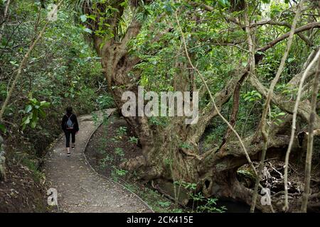 Shakeaspear Regional Park und Wildlife Sancutary auf Whangaparaoa Halbinsel Norden Von Auckland Neuseeland Neville Marriner Leica M10 Stockfoto