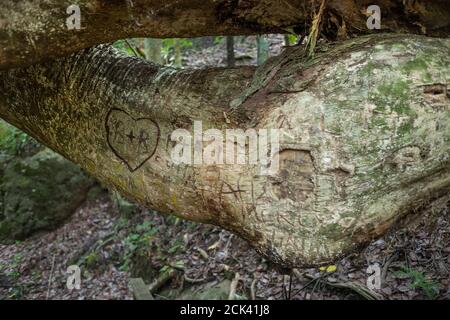 Shakeaspear Regional Park und Wildlife Sancutary auf Whangaparaoa Halbinsel Norden Von Auckland Neuseeland Neville Marriner Leica M10 Stockfoto