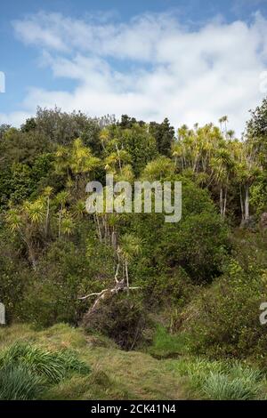 Shakeaspear Regional Park und Wildlife Sancutary auf Whangaparaoa Halbinsel Norden Von Auckland Neuseeland Neville Marriner Leica M10 Stockfoto