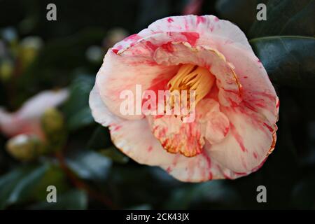Blühende Kamelienblüte Blütenknospe aus weiß rosa und fuchsia Fantastische Farben auf grünem Baum in einem Garten Stockfoto