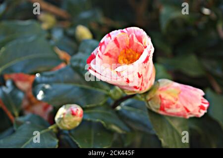 Blühende Kamelienblüte Blütenknospe aus weiß rosa und fuchsia Fantastische Farben auf grünem Baum in einem Garten Stockfoto