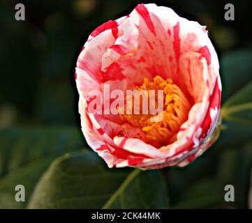 Blühende Kamelienblüte Blütenknospe aus weiß rosa und fuchsia Fantastische Farben auf grünem Baum in einem Garten Stockfoto