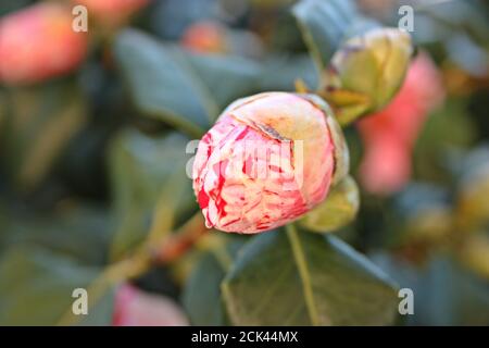 Blühende Kamelienblüte Blütenknospe aus weiß rosa und fuchsia Fantastische Farben auf grünem Baum in einem Garten Stockfoto