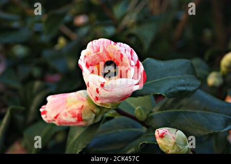 Blühende Kamelienblüte Blütenknospe aus weiß rosa und fuchsia Fantastische Farben auf grünem Baum in einem Garten Stockfoto