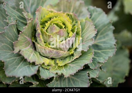 Ornamental blühender Grünkohl (Brassica oleracea) in der Sorte Pigeon Victoria Pink, wächst in einem Garten in Acton, Massachusetts. Stockfoto