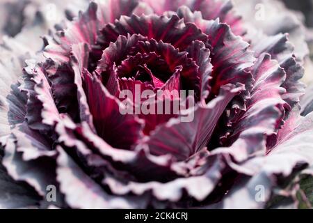 Ornamental blühender Grünkohl (Brassica oleracea) in der Sorte Pigeon Purple, wächst in einem Garten in Acton, Massachusetts. Stockfoto