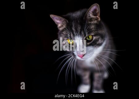 Nahaufnahme Porträt einer schönen gestreiften Katze mit verspielten grünen Augen isoliert auf schwarzem Hintergrund. Witziges Katzengesicht. Stockfoto