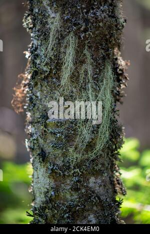 Die Basis eines immergrünen Baumes mit viel wildem Clematis, altem Männerbart oder spanischem Moos. Stockfoto