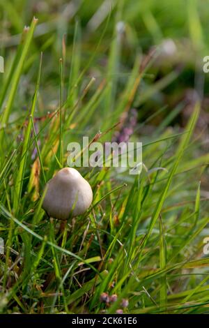 Eine Freiheitskappe, die auch als magische Pilze bekannt ist Wachsen in einem Feld Stockfoto